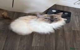 Ragdoll cats for sale: Ragdoll Mother and Son for Sale - Image 2