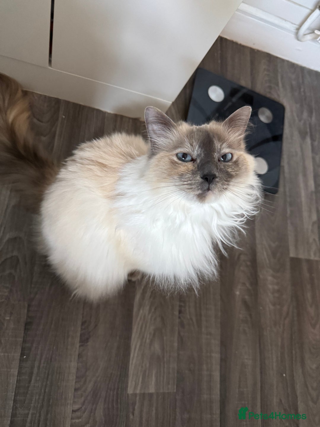 Ragdoll cats for sale: Ragdoll Mother and Son for Sale - Image 2
