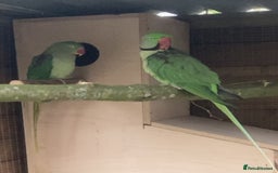 Parakeets birds for sale: Proven pair of Alexandrine  - Image 3