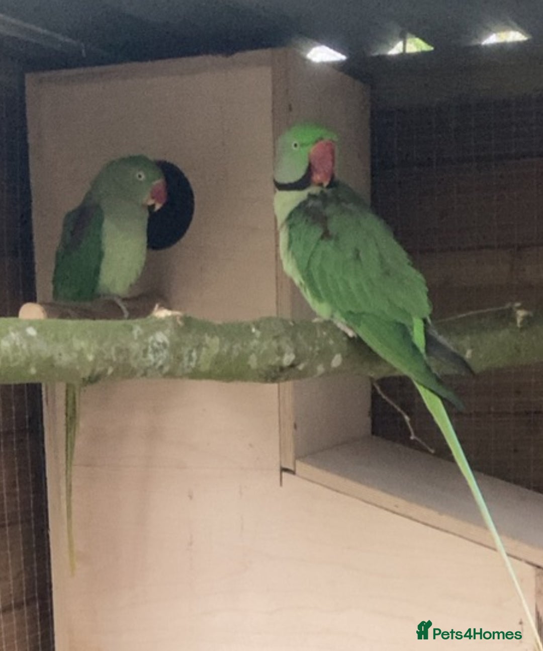 Parakeets birds for sale: Proven pair of Alexandrine  - Image 3