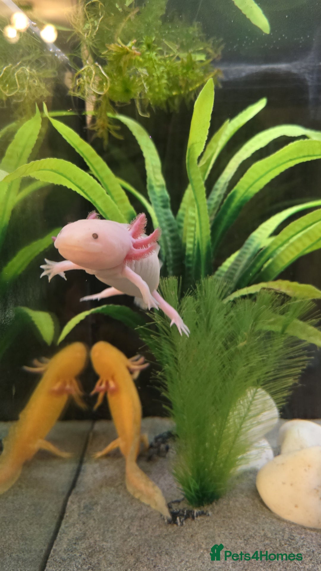 Axolotl reptiles for sale: Axolotl - Advert 6