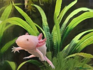 Axolotl reptiles Axolotl - Advert 20