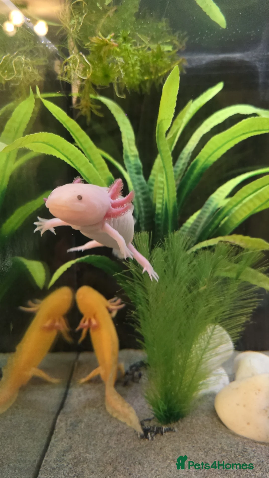 Axolotl reptiles for sale: Axolotl - Advert 1