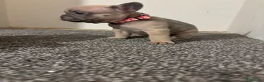 French Bulldog Puppy 5