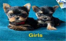 Yorkshire Terrier dogs for sale: Baby face mini pedigree YORKIE pups - Image 17