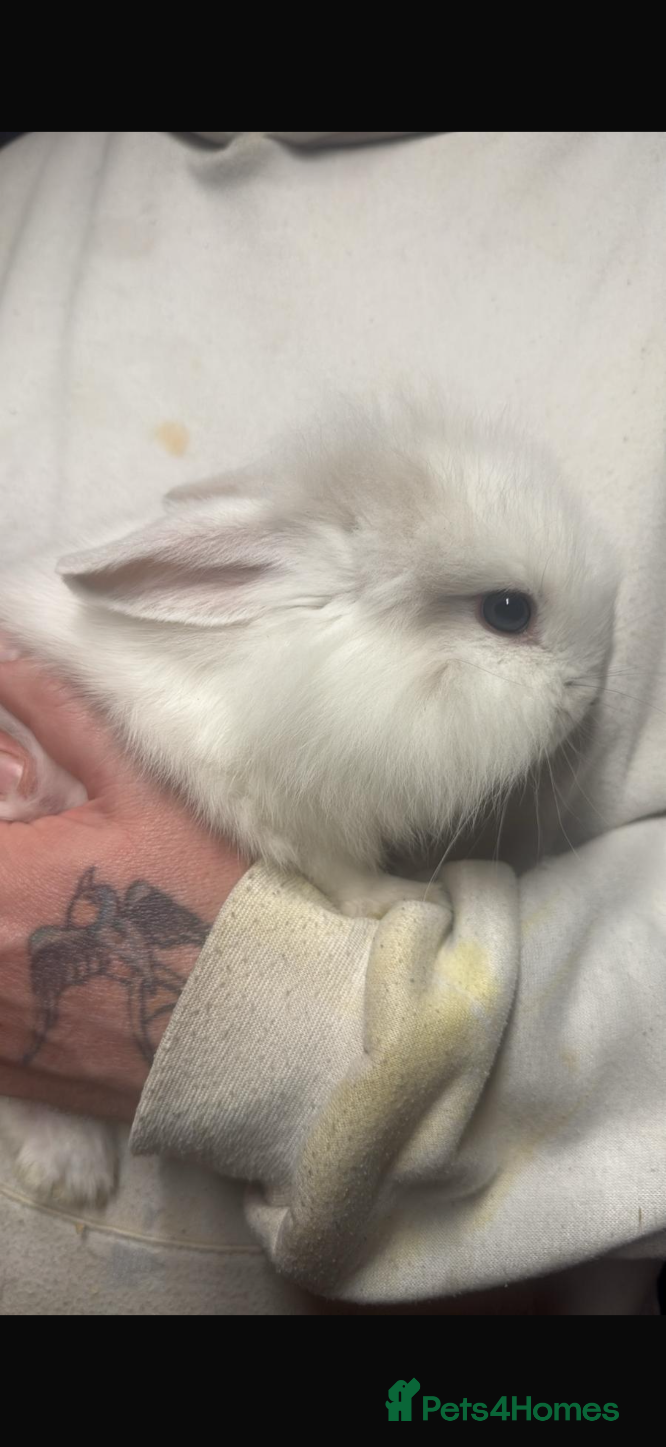 Mini Lop rabbits Adorable Mini lop Boy - Advert 6