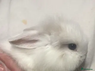 Mini Lop rabbits Adorable Mini lop Boy - Advert 4