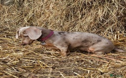 Miniature Dachshund dogs for sale: Stunning Minature Dachshund Babies - Image 6