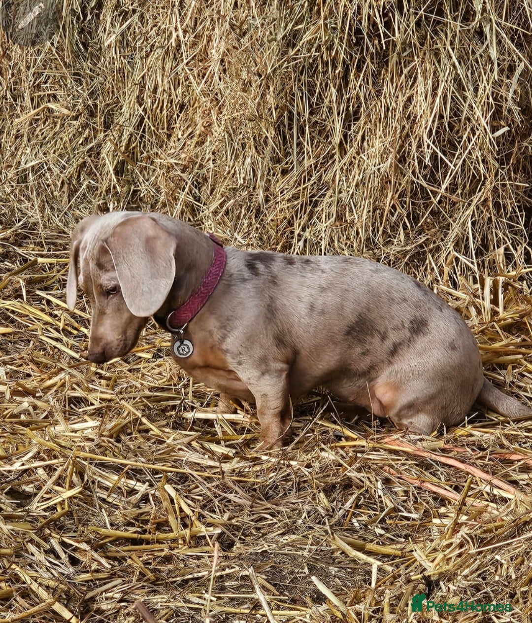 Miniature Dachshund dogs for sale: Stunning Minature Dachshund Babies - Image 6