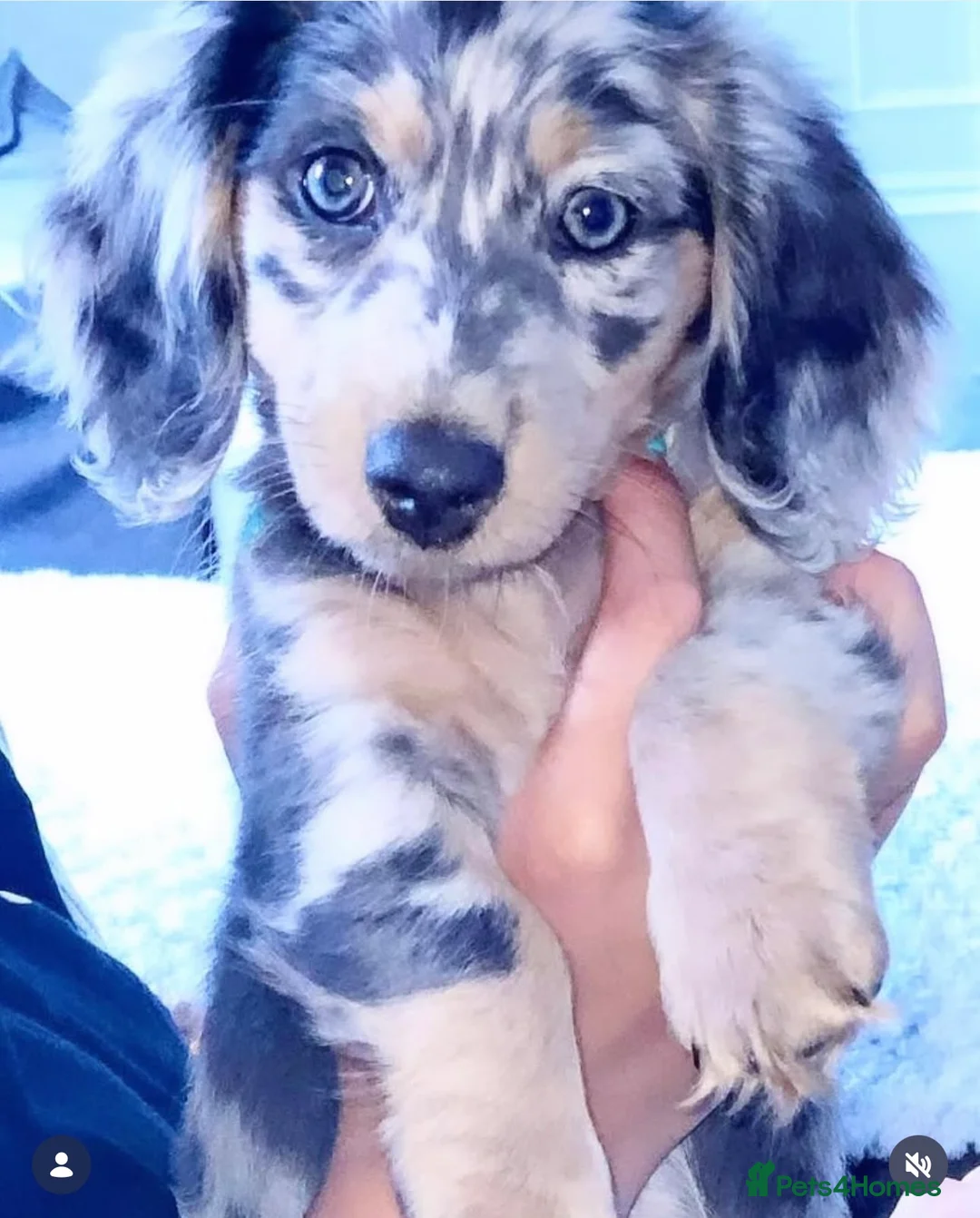 Miniature Dachshund dogs for sale: Stunning miniature Daschunds ❤️🌈💕 - Advert 1