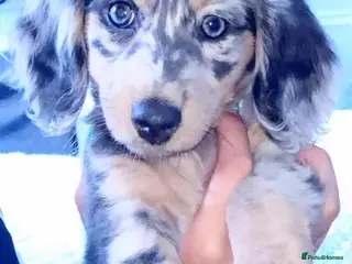 Miniature Dachshund dogs Beautiful rare miniature Daschunds. Pure 🧬 - Advert 5