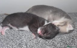 Domestic Shorthair cats for sale: Kittens looking for their new home - Image 5
