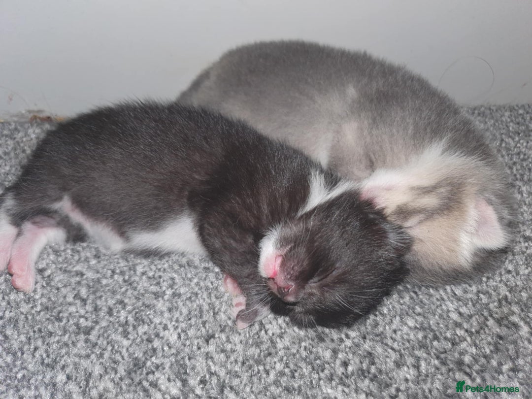 Domestic Shorthair cats for sale: Kittens looking for their new home - Image 5