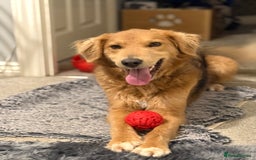 Mixed Breed dogs for adoption: Sweet Nathan Is looking for Love  - Image 37