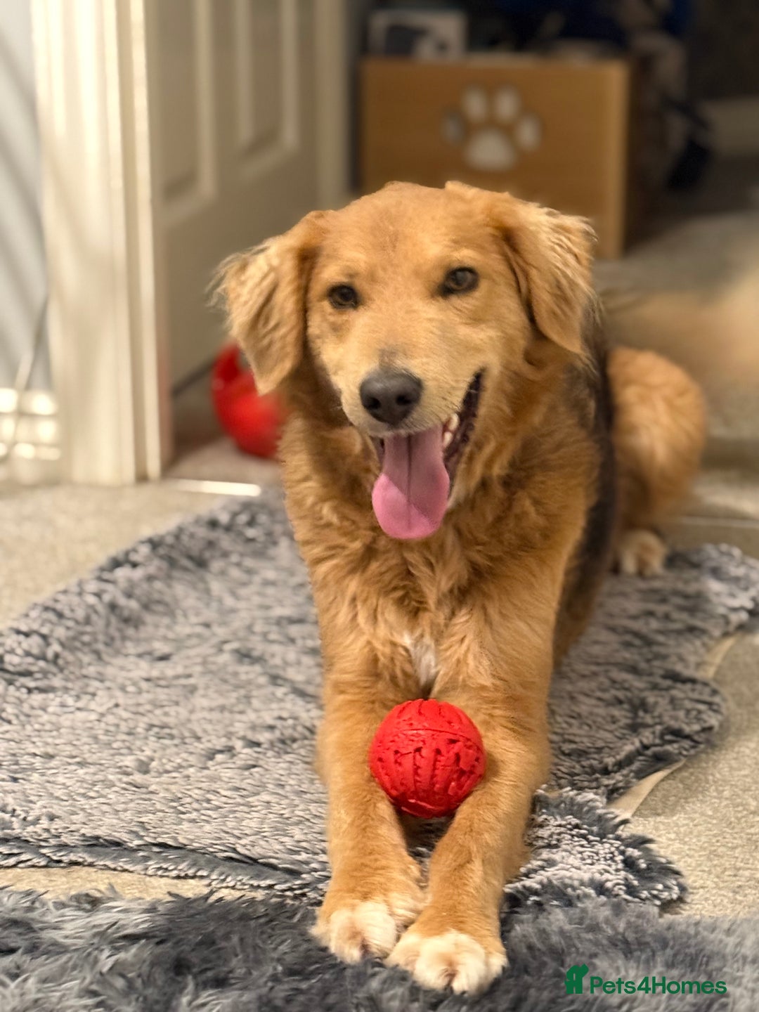 Mixed Breed dogs for adoption: Sweet Nathan Is looking for Love  - Image 37