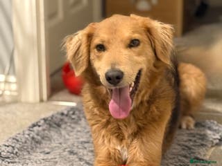 Mixed Breed dogs Sweet Nathan Is looking for Love - Advert 1