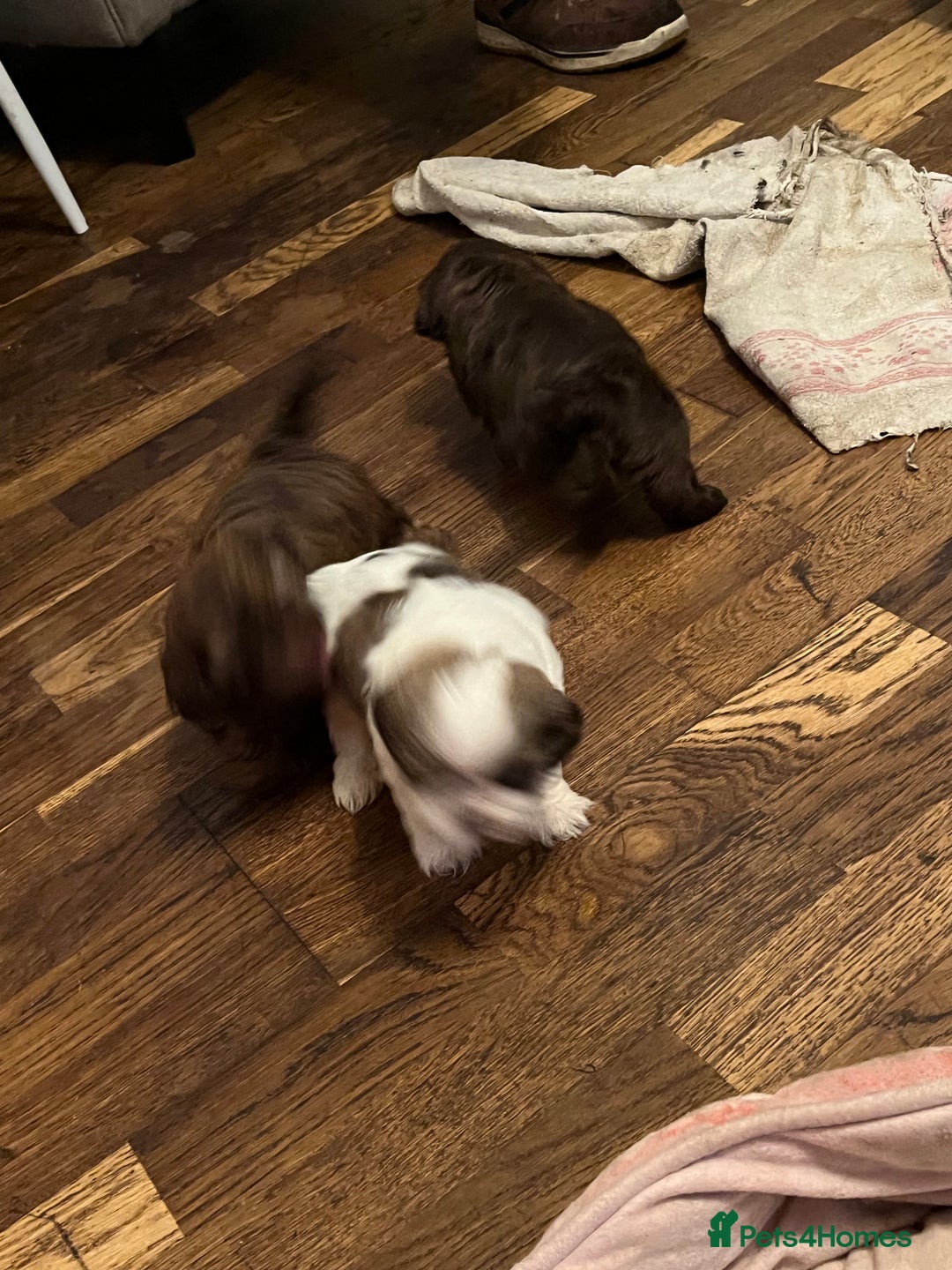 Shih Tzu dogs for sale: Adorable Shih Tzu puppies  - Image 20
