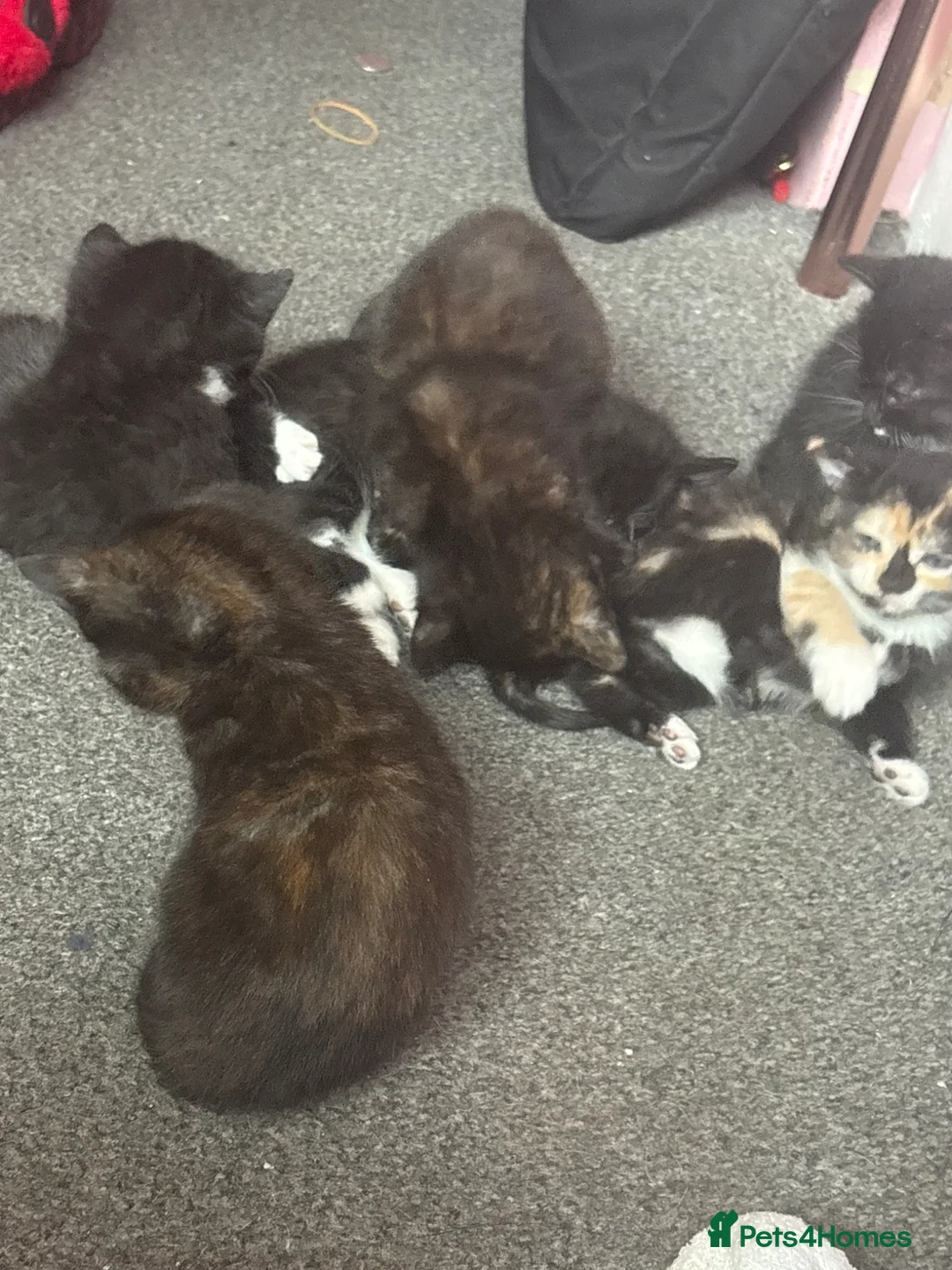 Mixed Breed cats for sale: Kittens  in Manchester - Advert 1