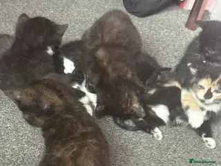 Mixed Breed cats Kittens - Advert 8