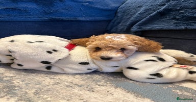 Miniature Poodle dogs Ready to Go Miniature Poodle Puppies For Sale  - Advert 12