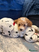 Miniature Poodle dogs Ready to Go Miniature Poodle Puppies For Sale - Advert 12