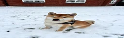 Japanese Shiba Inu dogs for sale: Japanese Shiba Inu Puppies  in Chester - Advert 4