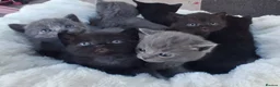Mixed Breed cats for sale: Beautiful Mixed Breed British Short Hair Kittens - Advert 4