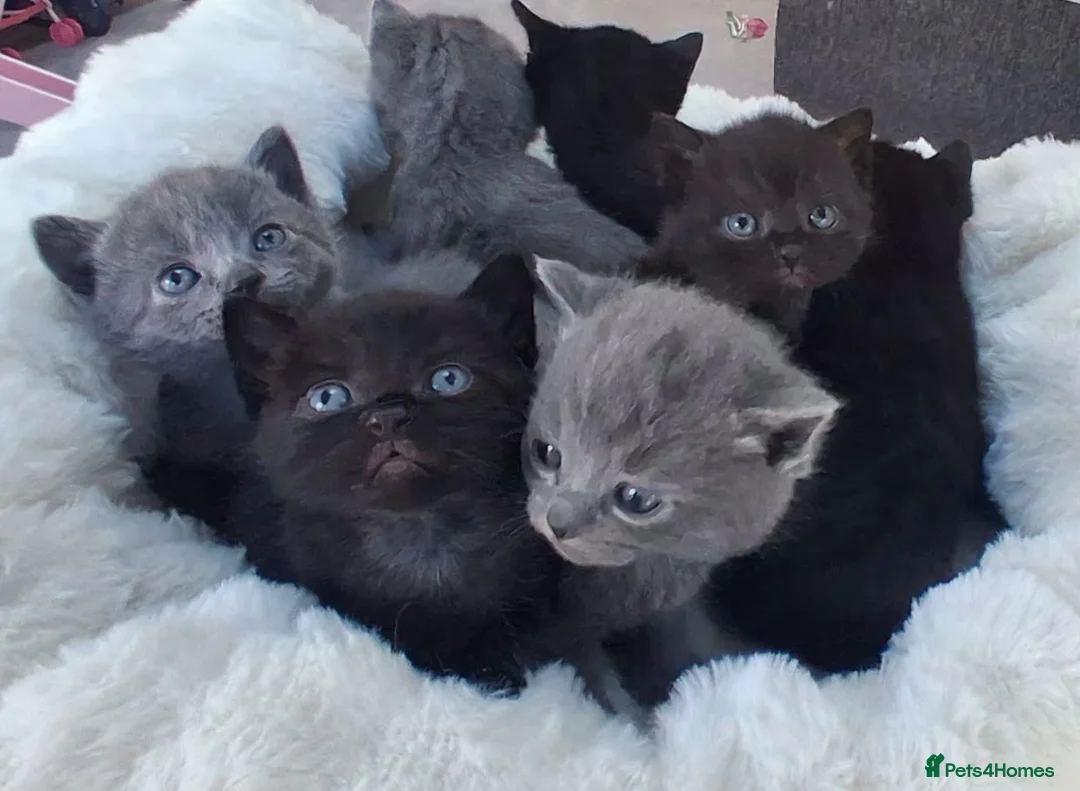 Mixed Breed cats for sale: Beautiful Mixed Breed British Short Hair Kittens - Advert 4