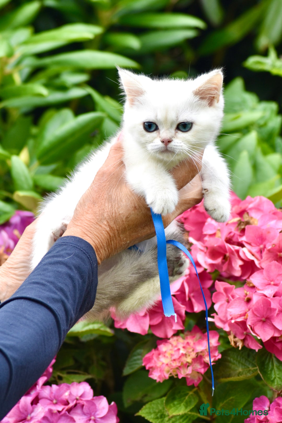 British Shorthair cats for sale: Champion sired Golden Colourpoint Kittens  - Image 28