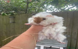 Guinea Pig rodents for sale: Peruvian cross Silkie baby gunieapigs  - Image 12