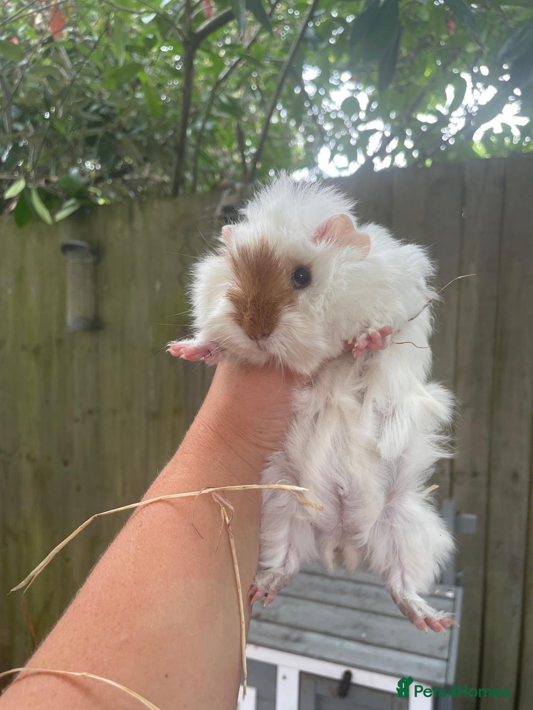 Guinea Pig rodents for sale: Peruvian cross Silkie baby gunieapigs  - Image 12