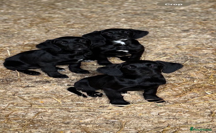 Springador dogs - Advert 4
