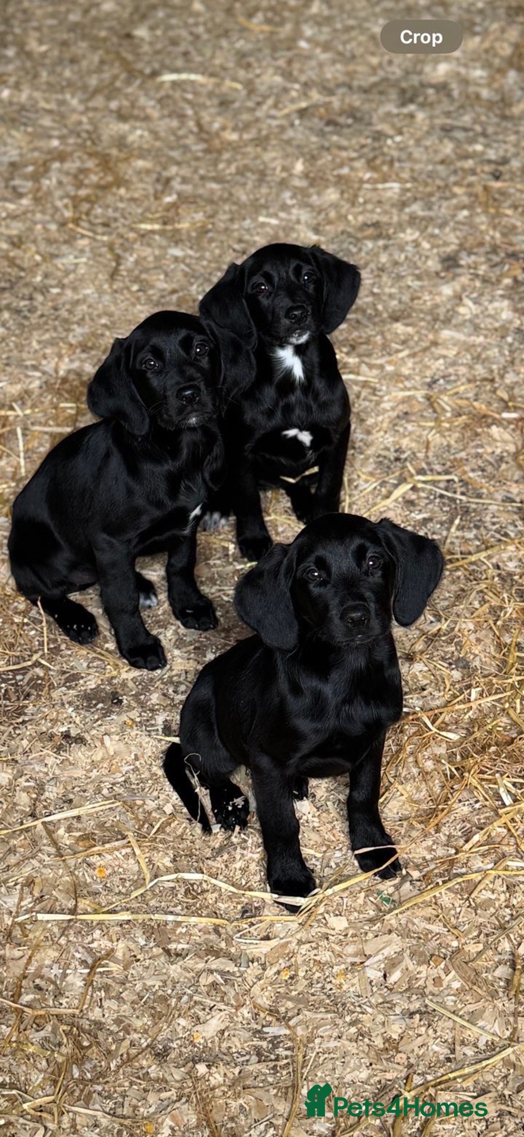 Springador dogs for sale: Black Springador Puppies - Image 1