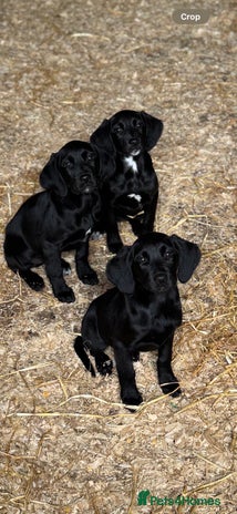 Springador dogs - Advert 1