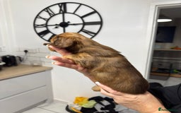 Miniature Dachshund dogs for sale: Beautiful Longhair miniature Dachshund - Image 21