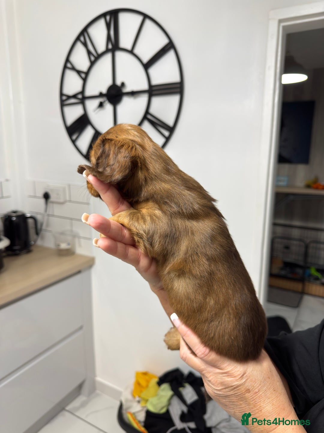 Miniature Dachshund dogs for sale: Beautiful Longhair miniature Dachshund - Image 21