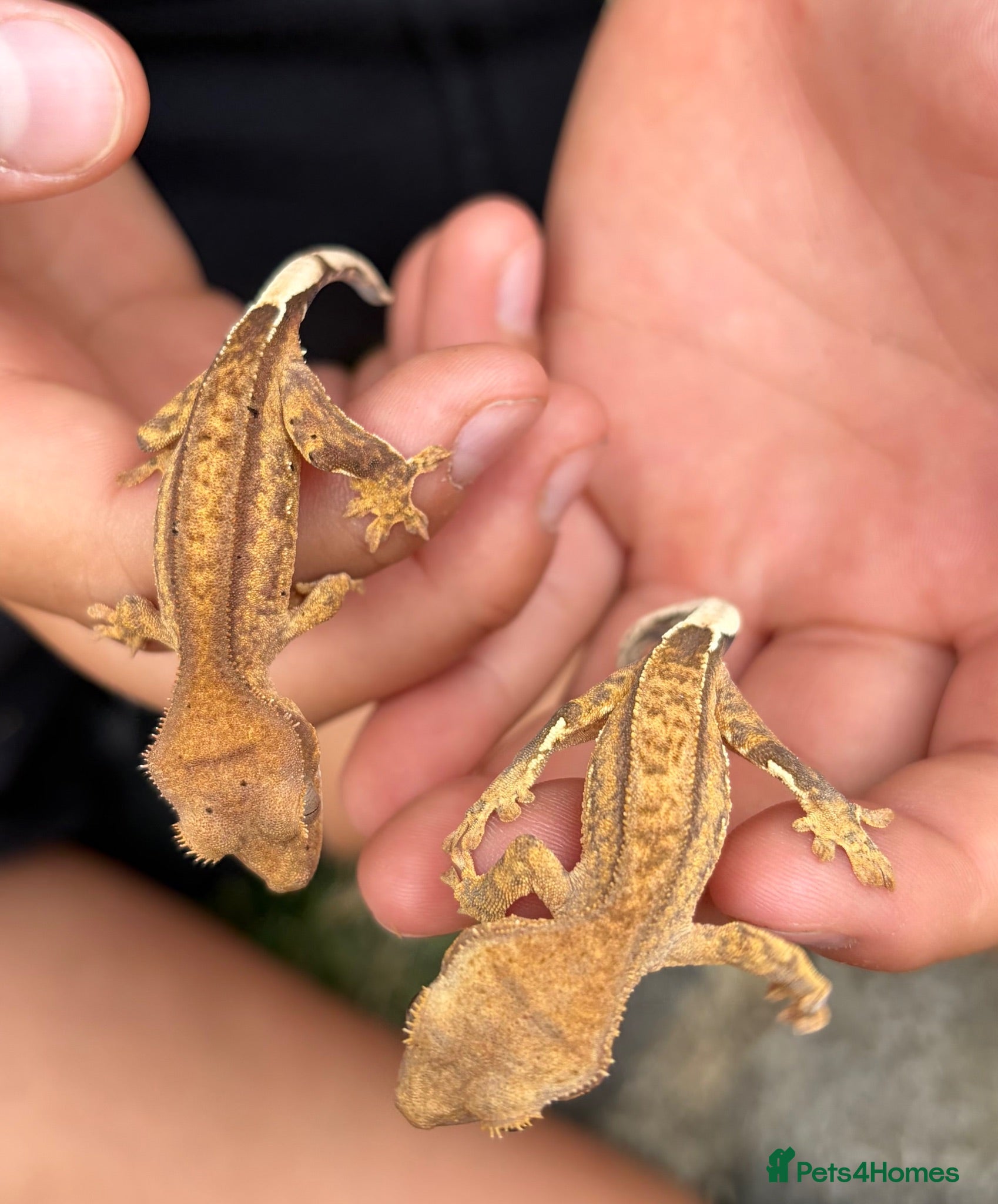 Gecko reptiles 2 Crested Gecko babies approx 10CM - Advert 11