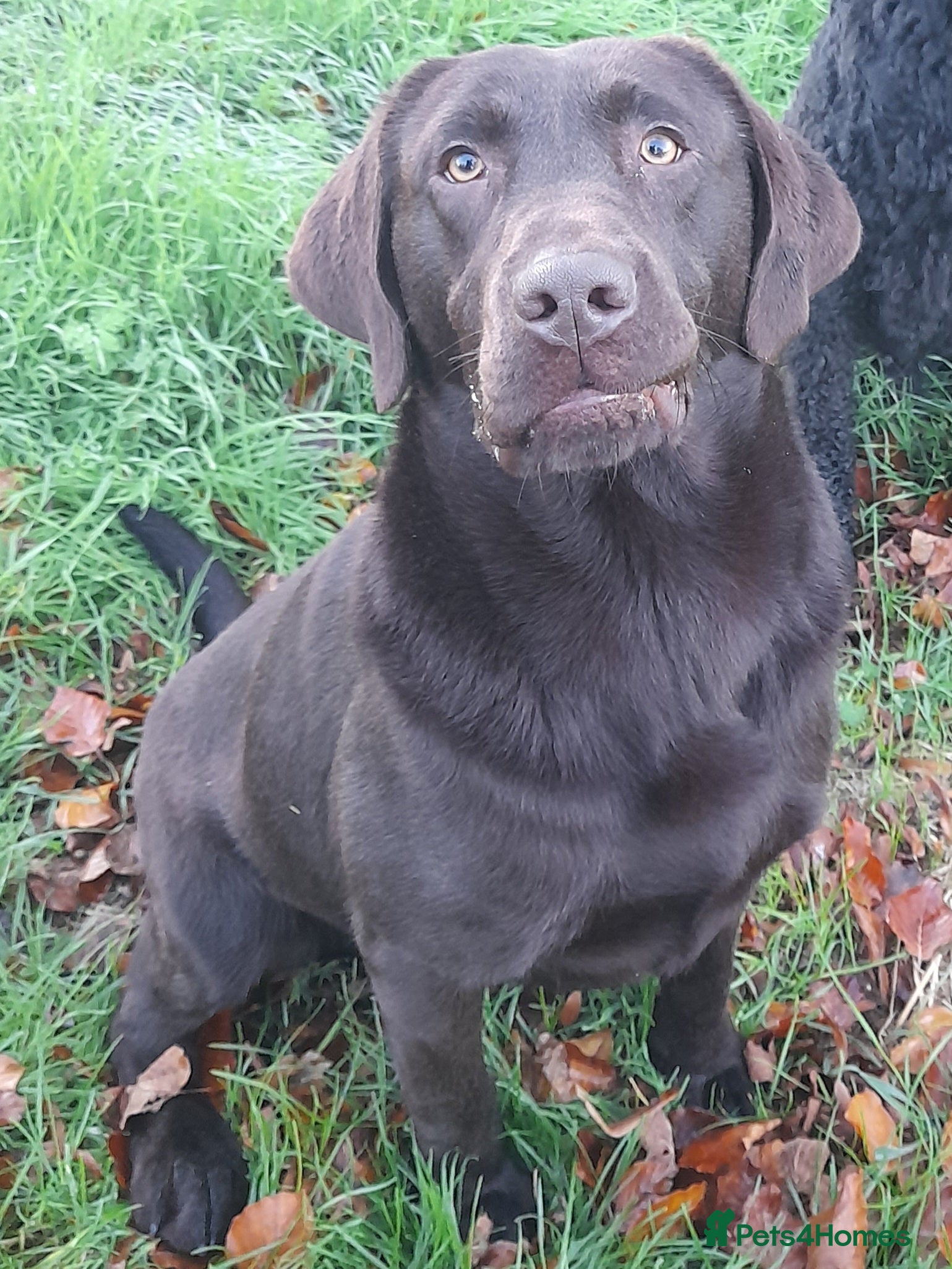 Labrador Retriever dogs KC fully tested Choc Labrador Stud in Bicester - Advert 20