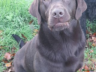 Labrador Retriever dogs KC fully tested Choc Labrador Stud in Bicester - Advert 1