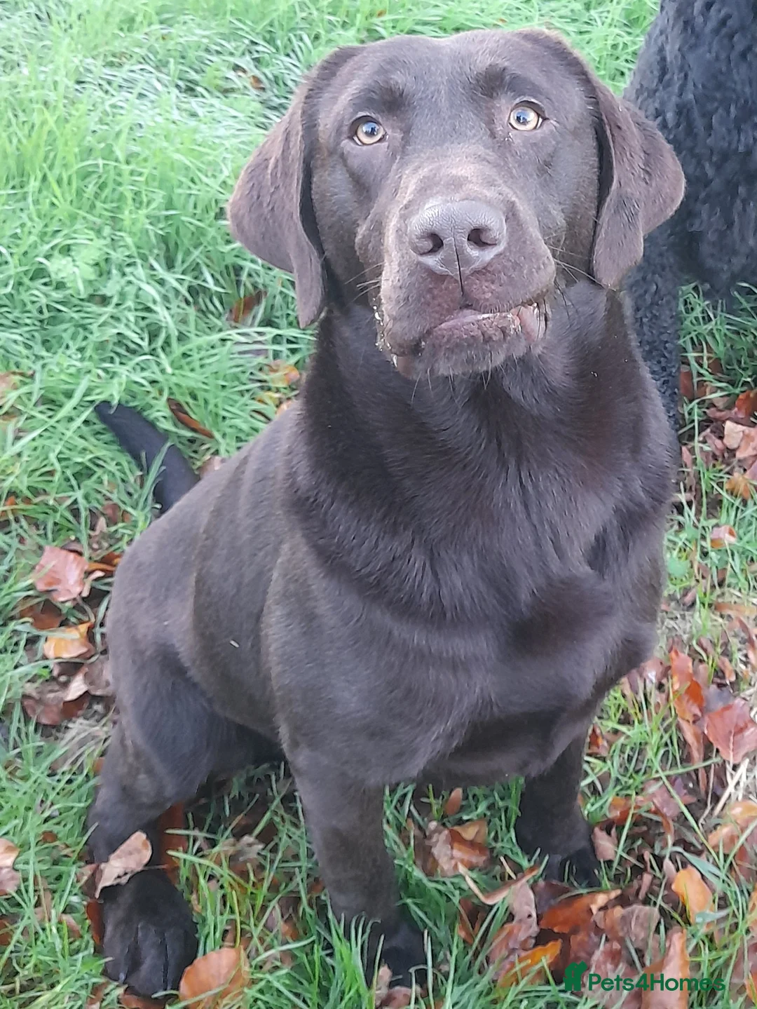 Labrador Retriever dogs for stud: KC fully tested Choc Labrador Stud in Bicester - Advert 1