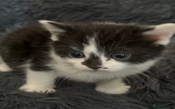 British Shorthair cats for sale: British shorthair/ tuexedo kittens  - Image 17