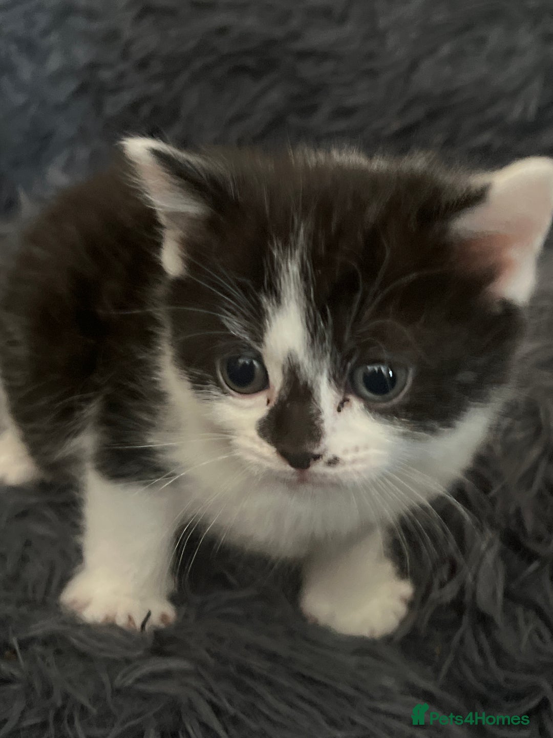 British Shorthair cats for sale: British shorthair/ tuexedo kittens  - Image 17