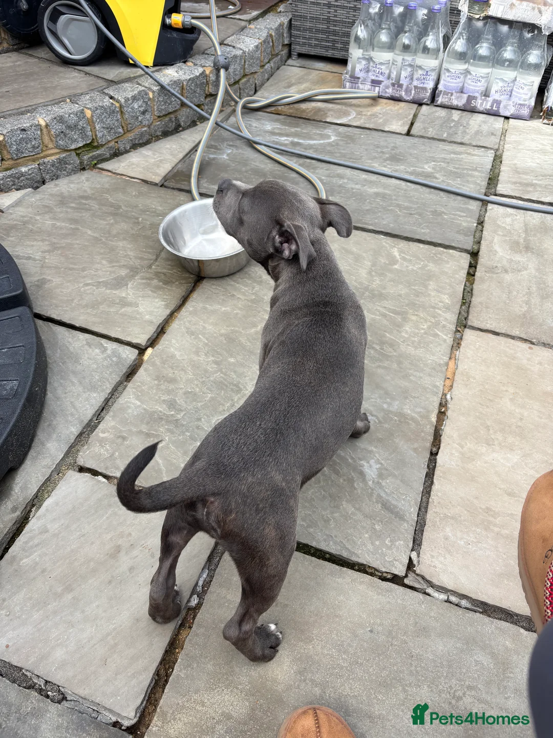Staffordshire Bull Terrier dogs for sale: Male Blue Staffordshire Bull Terrier Puppy  - Advert 2