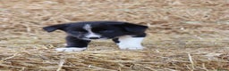 Border Collie dogs for sale: Beautiful Collie Pups Now Ready! only 3 boys left - Advert 10