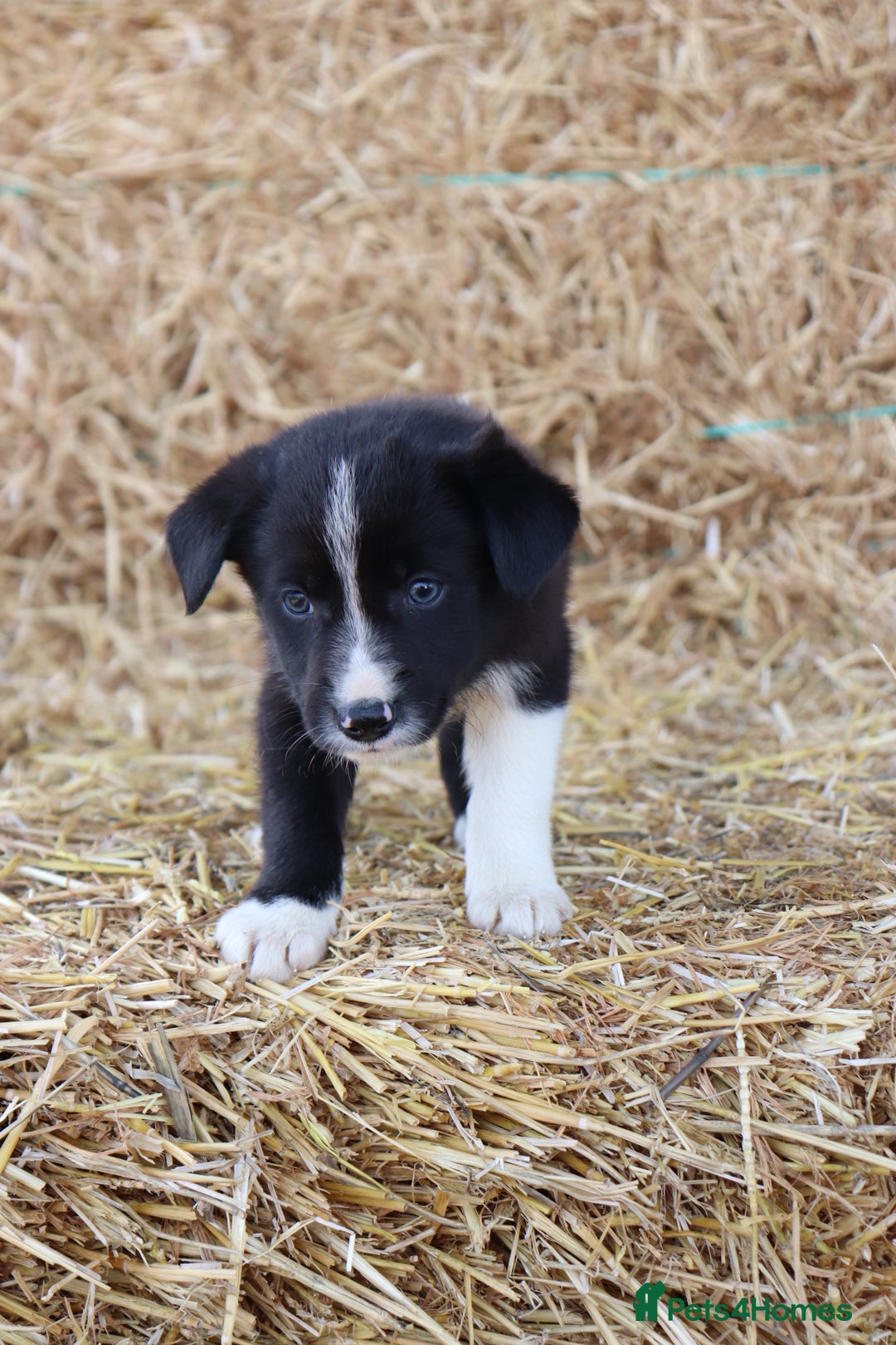 Border Collie dogs for sale: Beautiful Collie Puppies For sale - Image 8