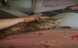 Turkish Angora cats for sale: Turkish angora cross Bengal  - Image 21