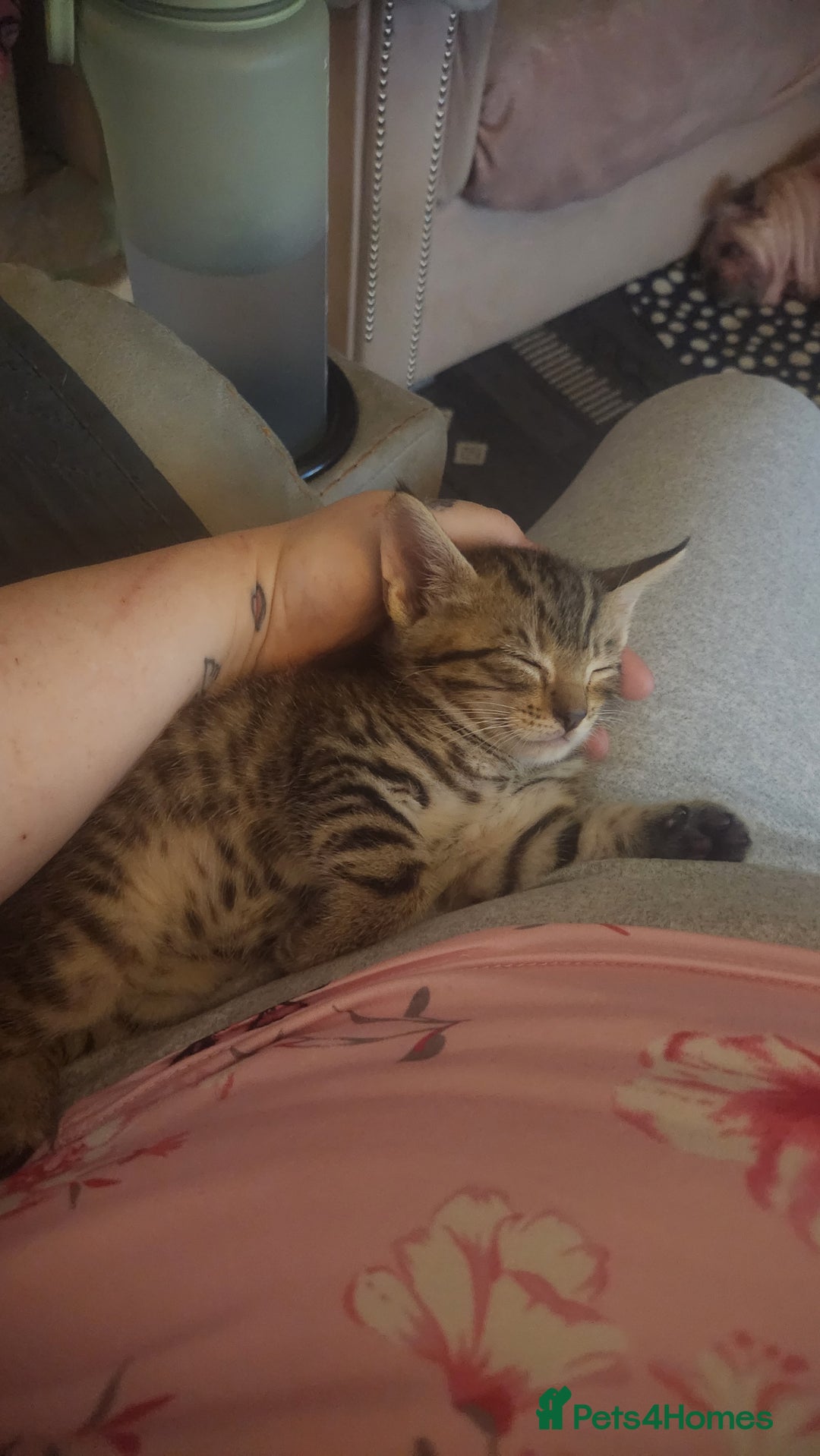 Turkish Angora cats for sale: Turkish angora cross Bengal  - Image 21