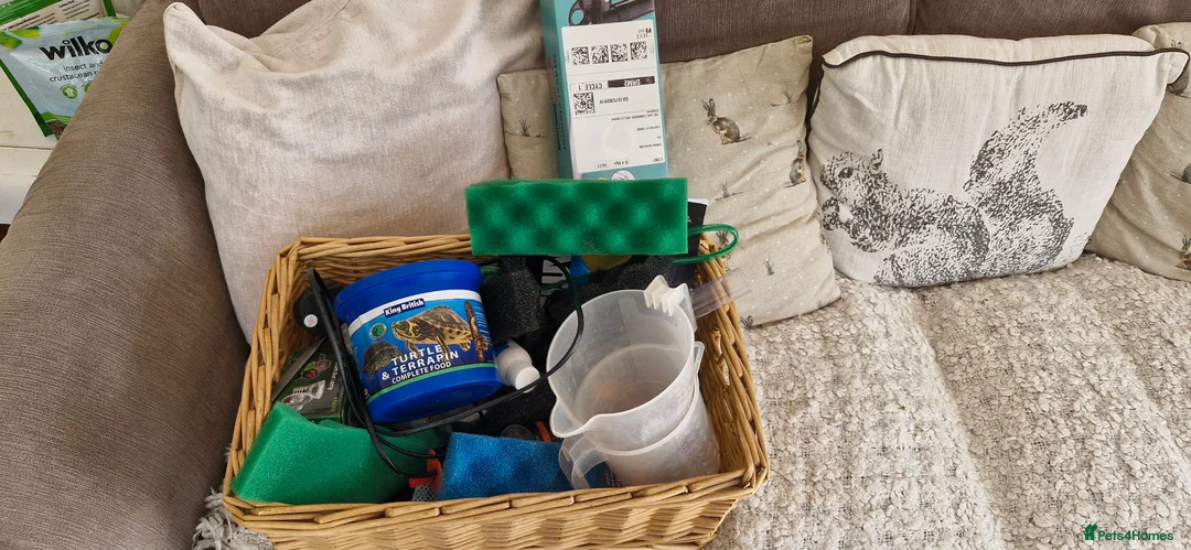 Turtle reptiles for sale: Female Musk Turtle - Advert 6