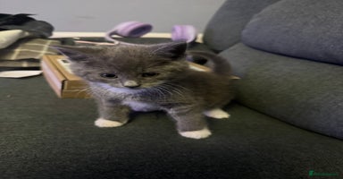 Mixed Breed cats - Advert 3