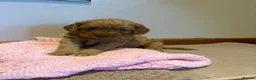Cockapoo dogs for sale: Beautiful f1 cockapoo puppies  in King's Lynn - Advert 9